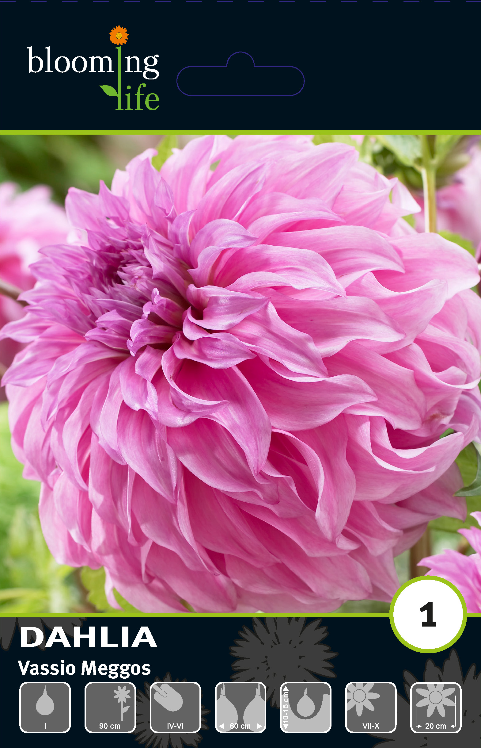 Георгина декоративная Вассио Меггос